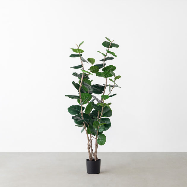 Artificial - Green フェイクグリーン シーグレープ – KANADEMONO