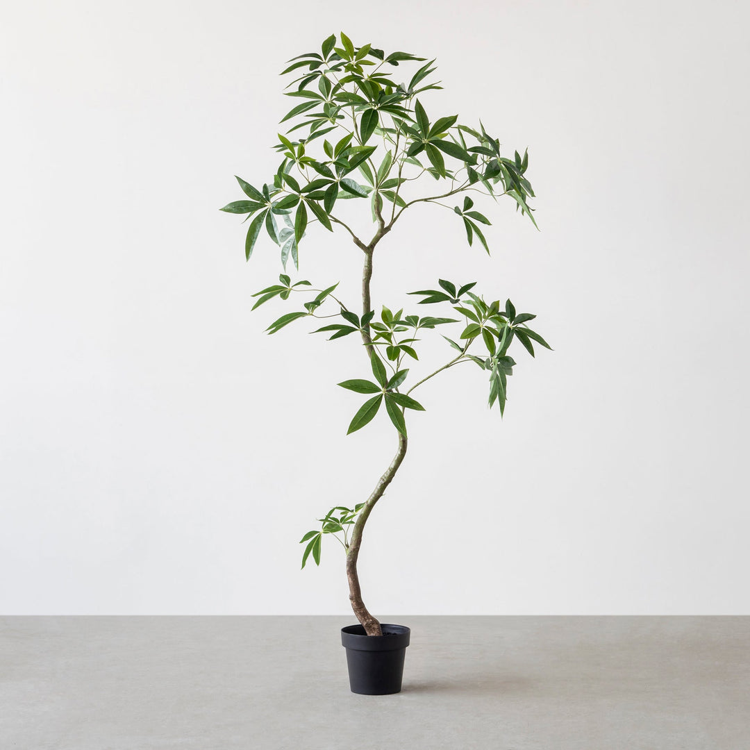 Artificial - Green フェイクグリーン パキラ – KANADEMONO