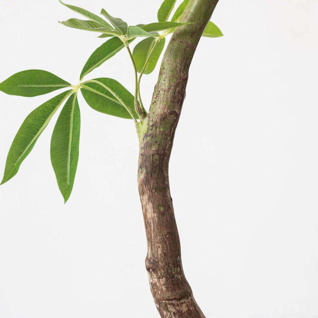 Artificial - Green フェイクグリーン パキラ – KANADEMONO