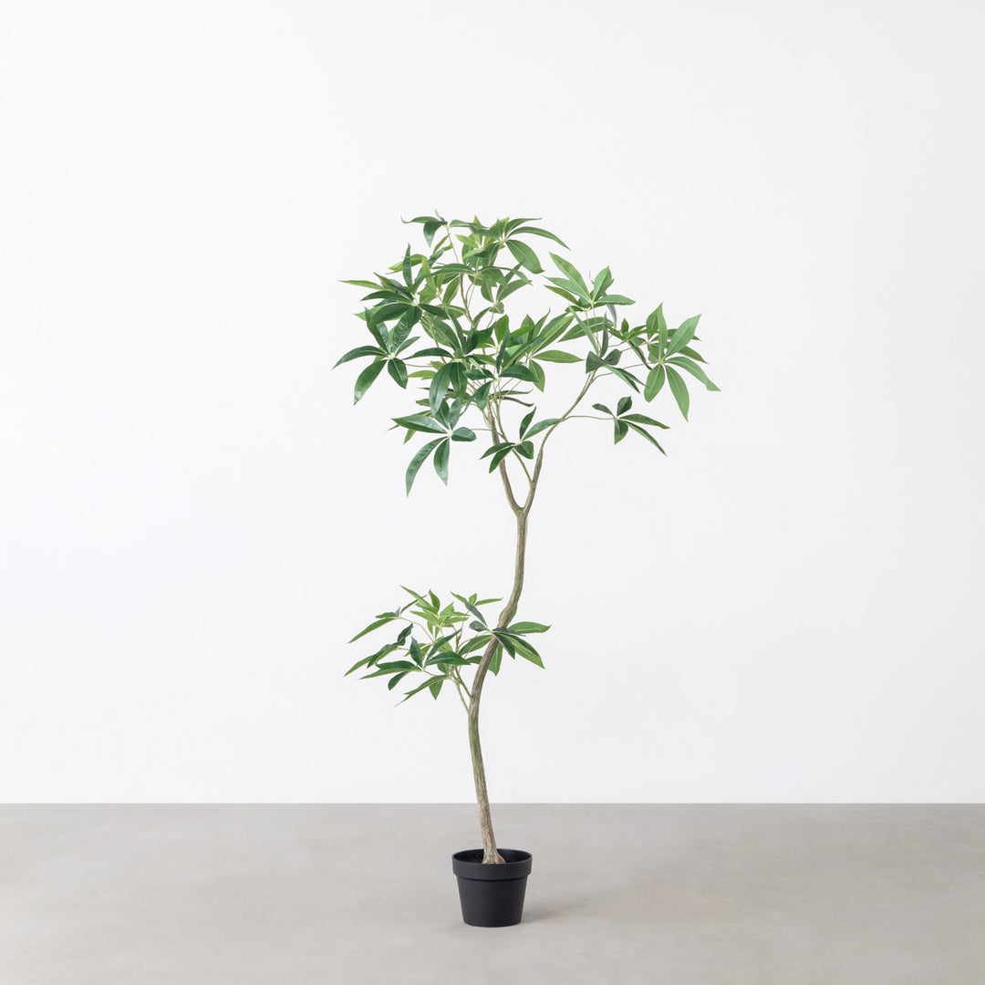 フェイクグリーンパキラ 約1メートル 白鉢 Artificial - Green フェイクグリーン パキラ – KANADEMONO