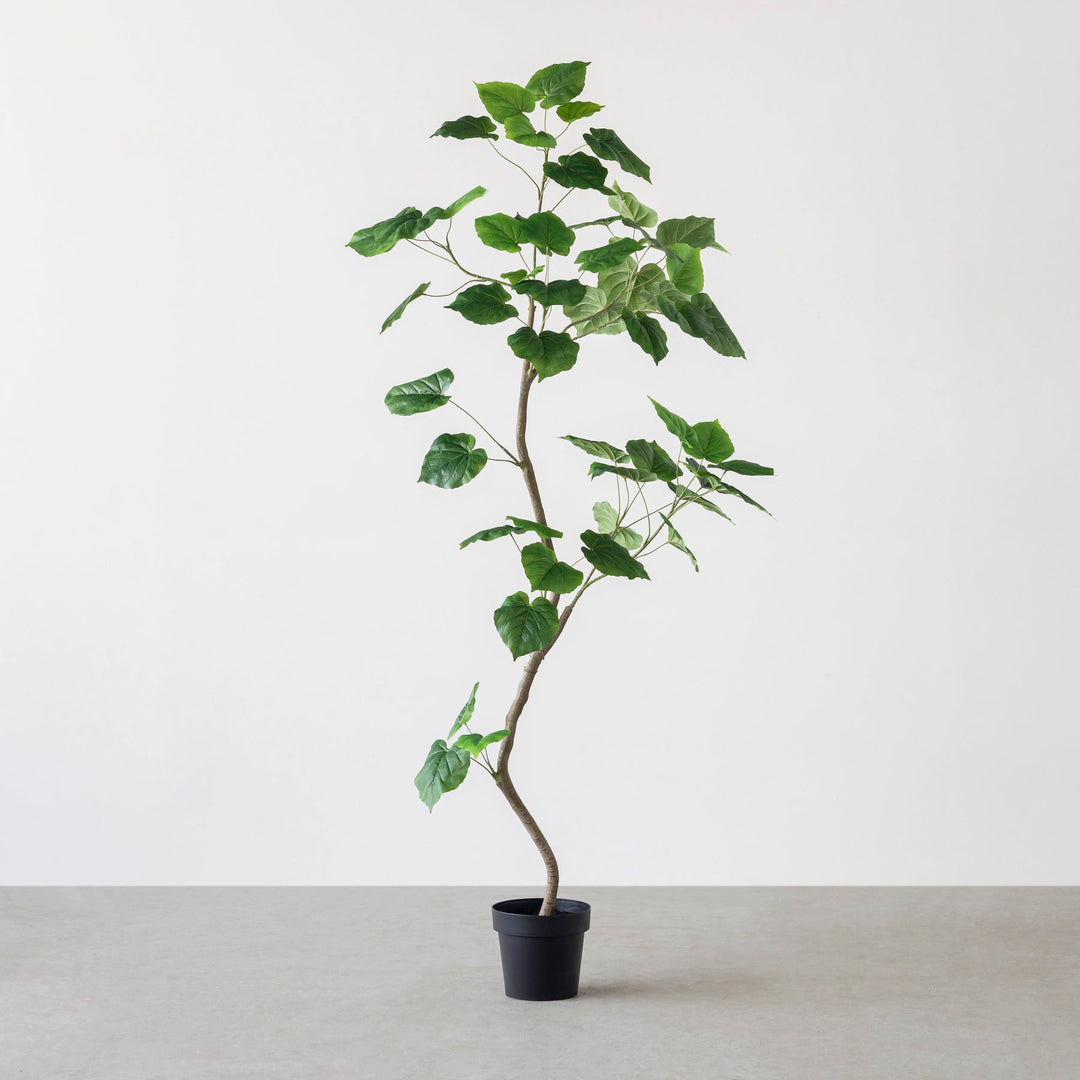 Artificial - Green フェイクグリーン ウンベラータ – KANADEMONO