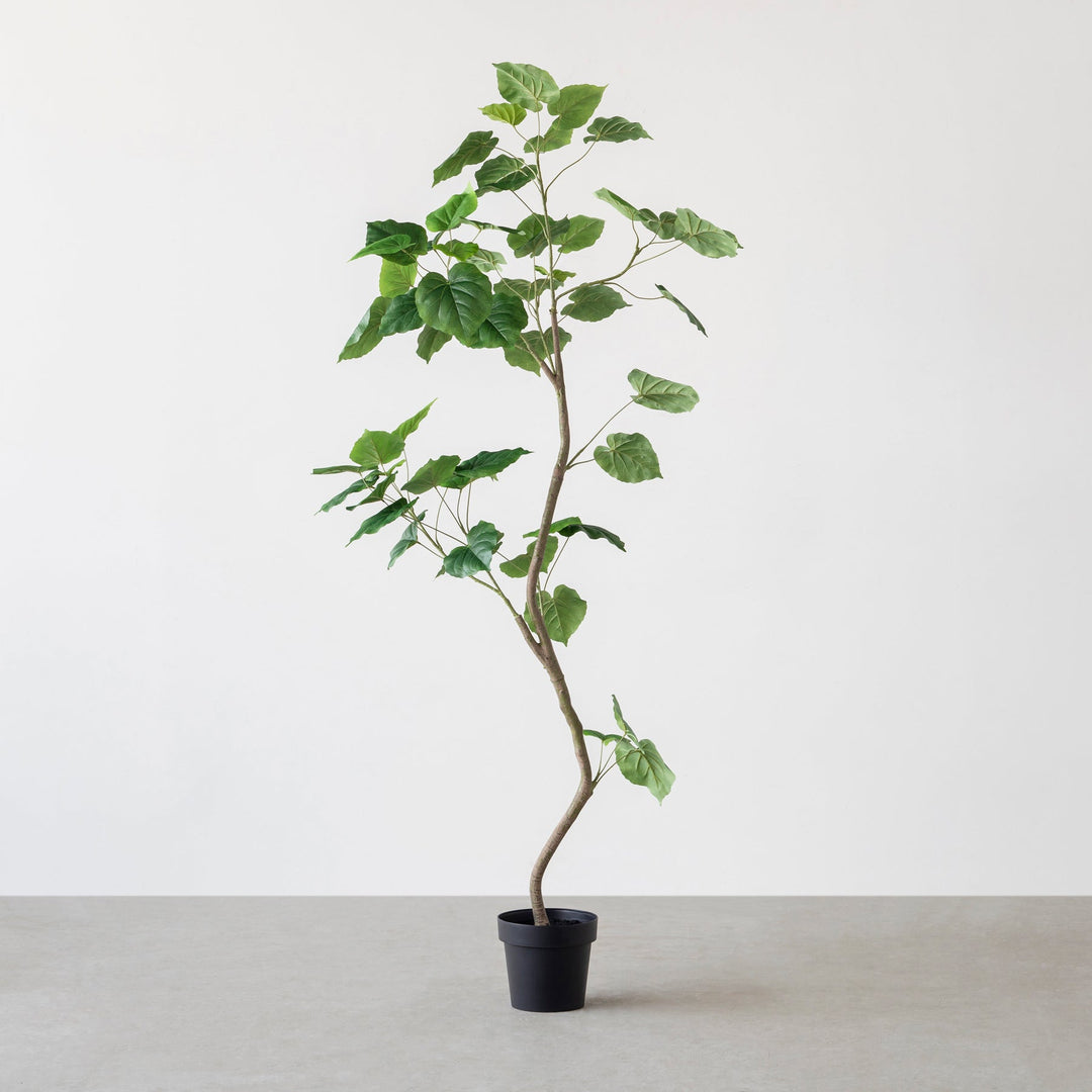 Artificial - Green フェイクグリーン ウンベラータ – KANADEMONO