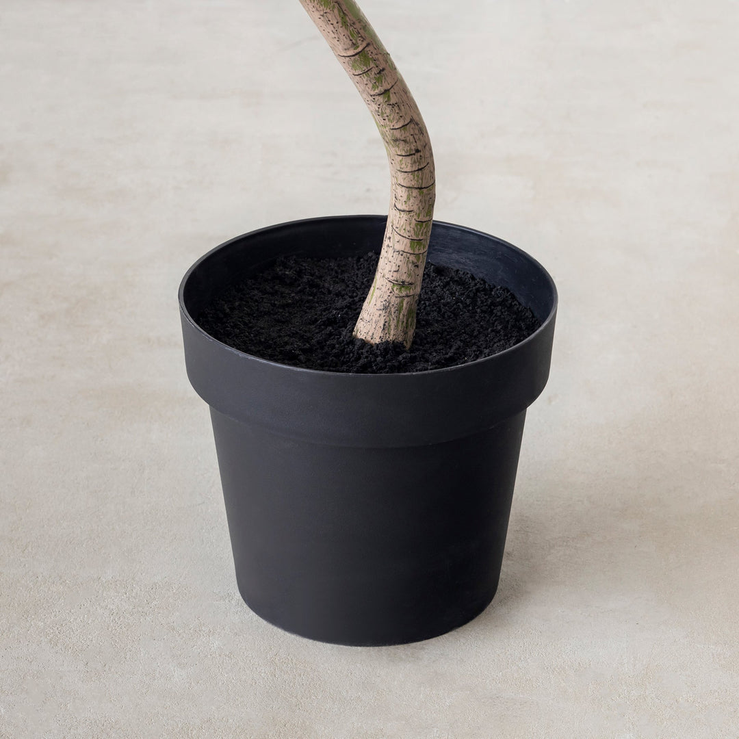 フィカス　ウンベラータ　フェイクグリーン145cm Artificial - Green フェイクグリーン ウンベラータ – KANADEMONO