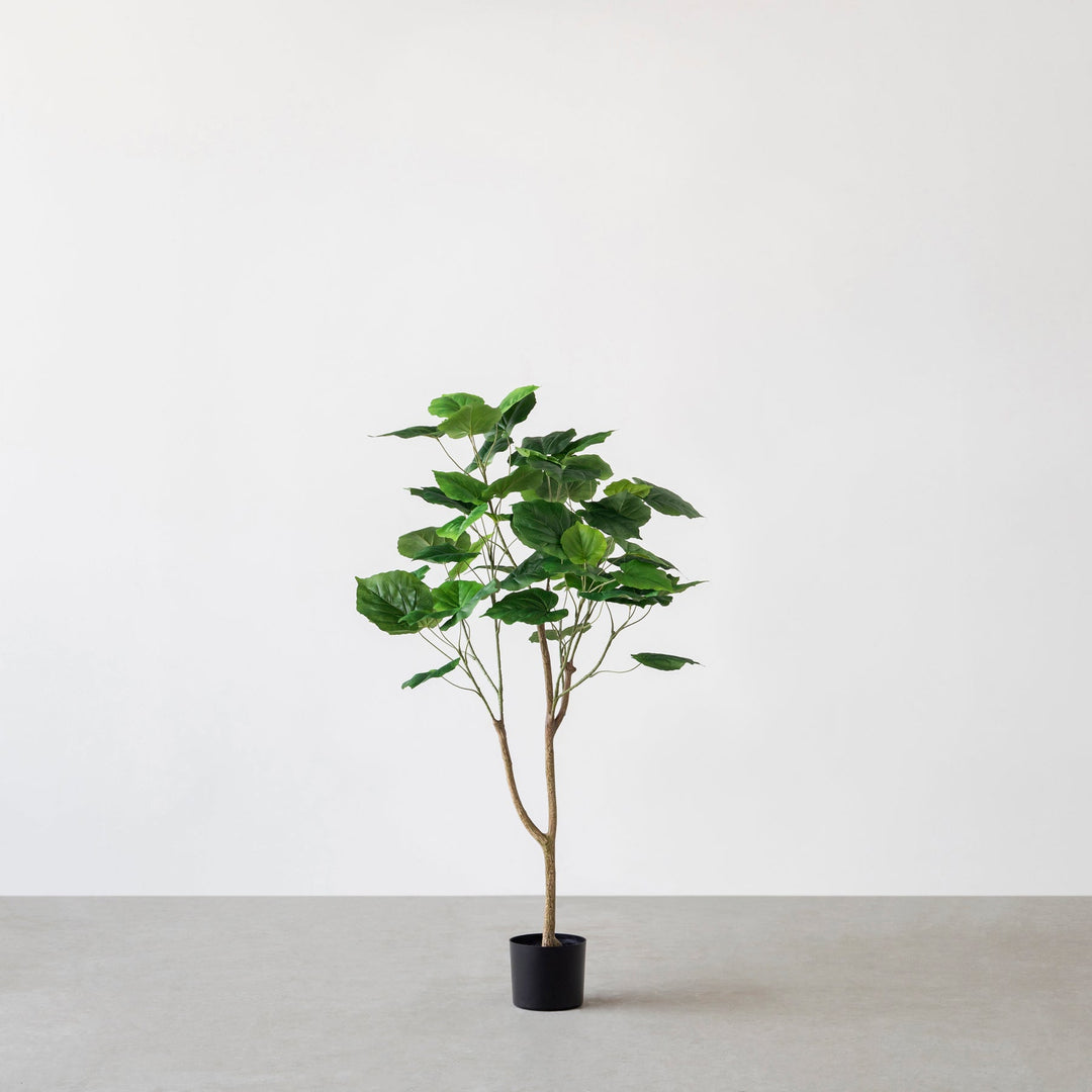 Artificial - Green フェイクグリーン ウンベラータ – KANADEMONO