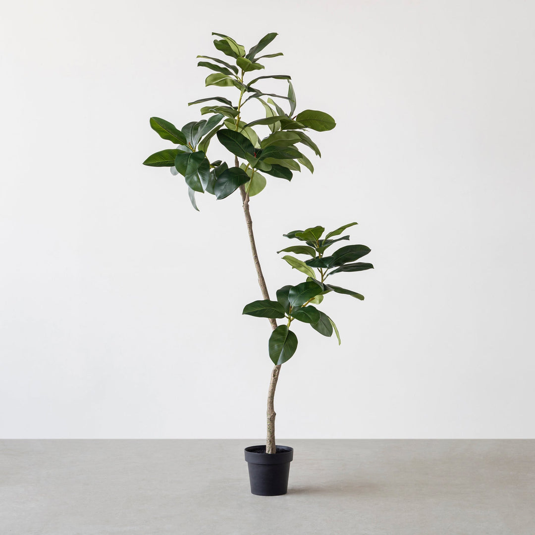 Artificial - Green フェイクグリーン ゴムノキ – KANADEMONO