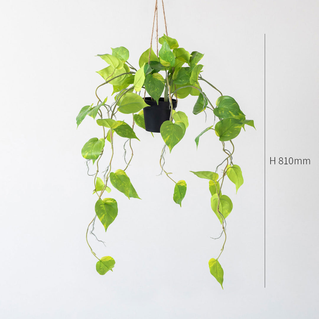 Artificial - Green フェイクグリーン ハンギング ポトス – KANADEMONO