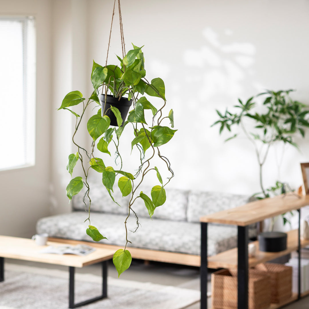 Artificial - Green フェイクグリーン ハンギング ポトス – KANADEMONO