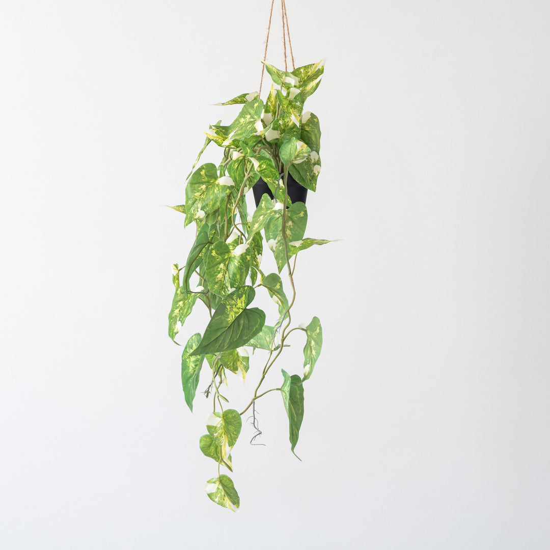 Artificial - Green フェイクグリーン ハンギング フィロデンドロン