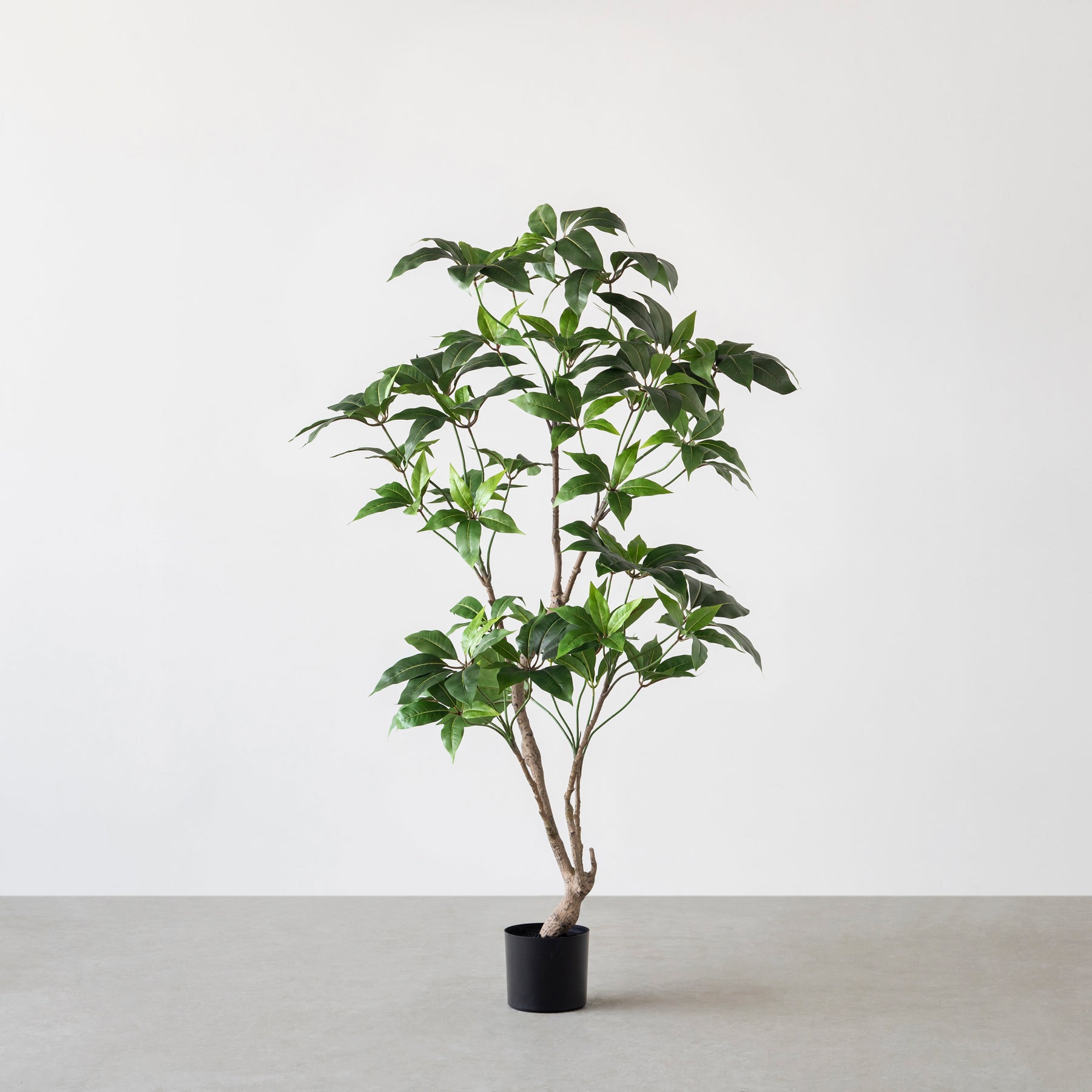 Artificial - Green　フェイクグリーン ツピタンサス