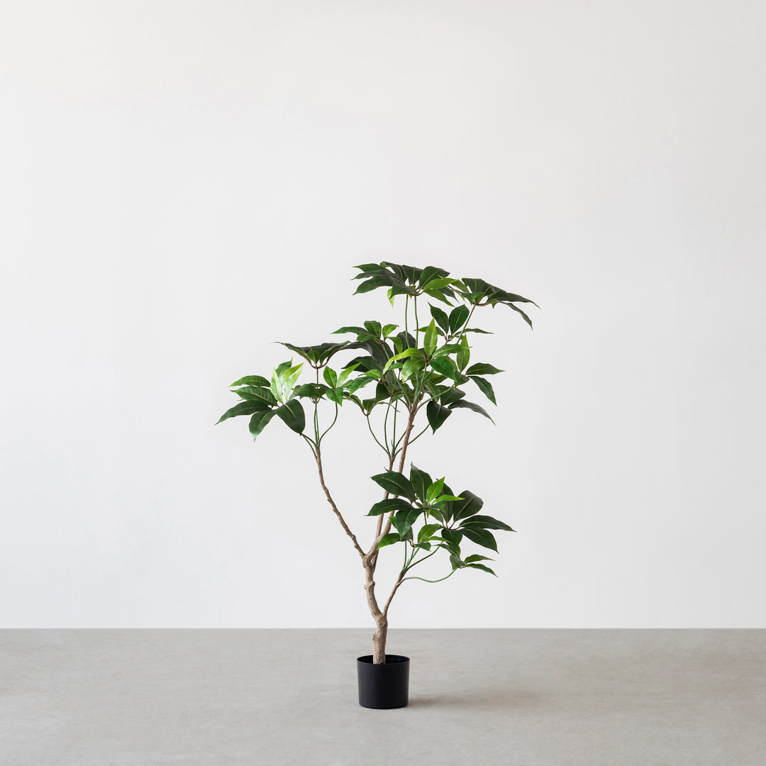 Artificial - Green フェイクグリーン ツピタンサス – KANADEMONO