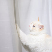 高密度に織り上げられた猫の爪が引っかかりにくいレースカーテン（使用例2）
