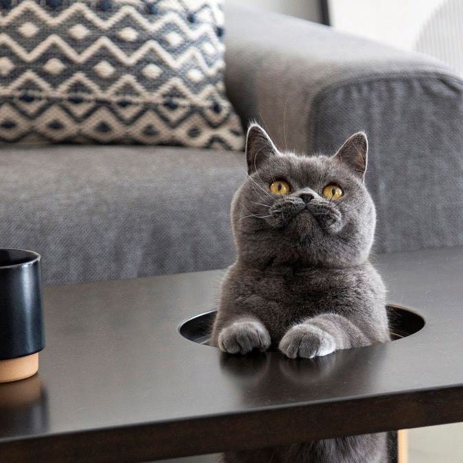 THE LOW TABLE / ラバーウッド ブラックブラウン × Black Steel ネコ穴