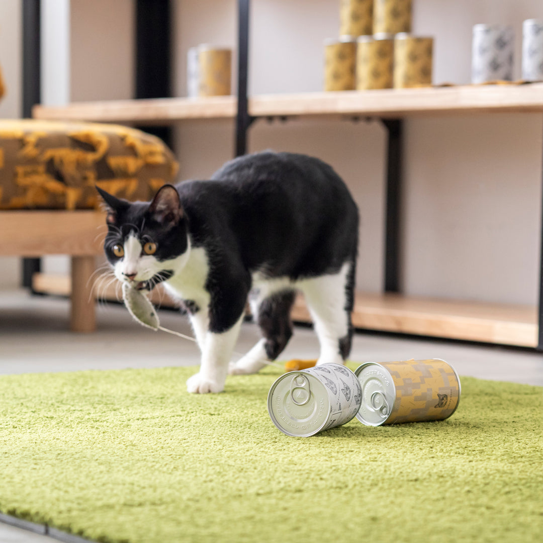 MEOVV 1stEP TBL 限定 猫の日ノート ラキドロ トレカ10枚セット ネコ缶 / おもちゃ – KANADEMONO