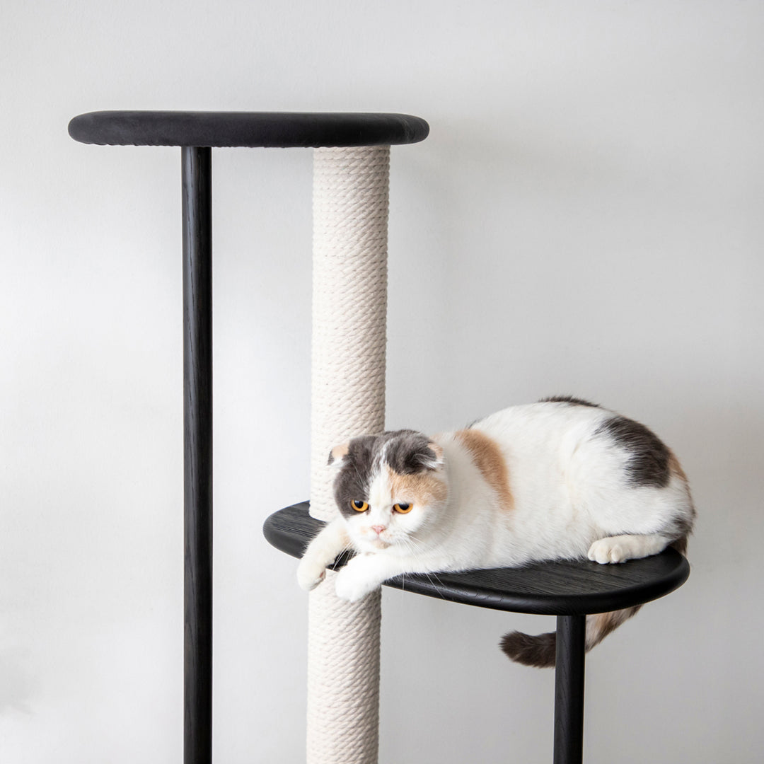 もも猫ページ 上からのぞいてくるももこさん👀 ••┈┈┈┈•• 他の投稿はこちら