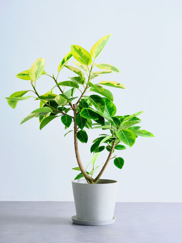 観葉植物 フィカス アルテシマ 140cm アンドプランツ フィカス・アルテシマ L – KANADEMONO