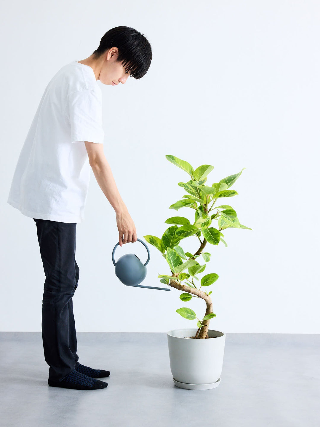 アンドプランツ フィカス・アルテシマ らせん M〈沖縄産〉 – KANADEMONO