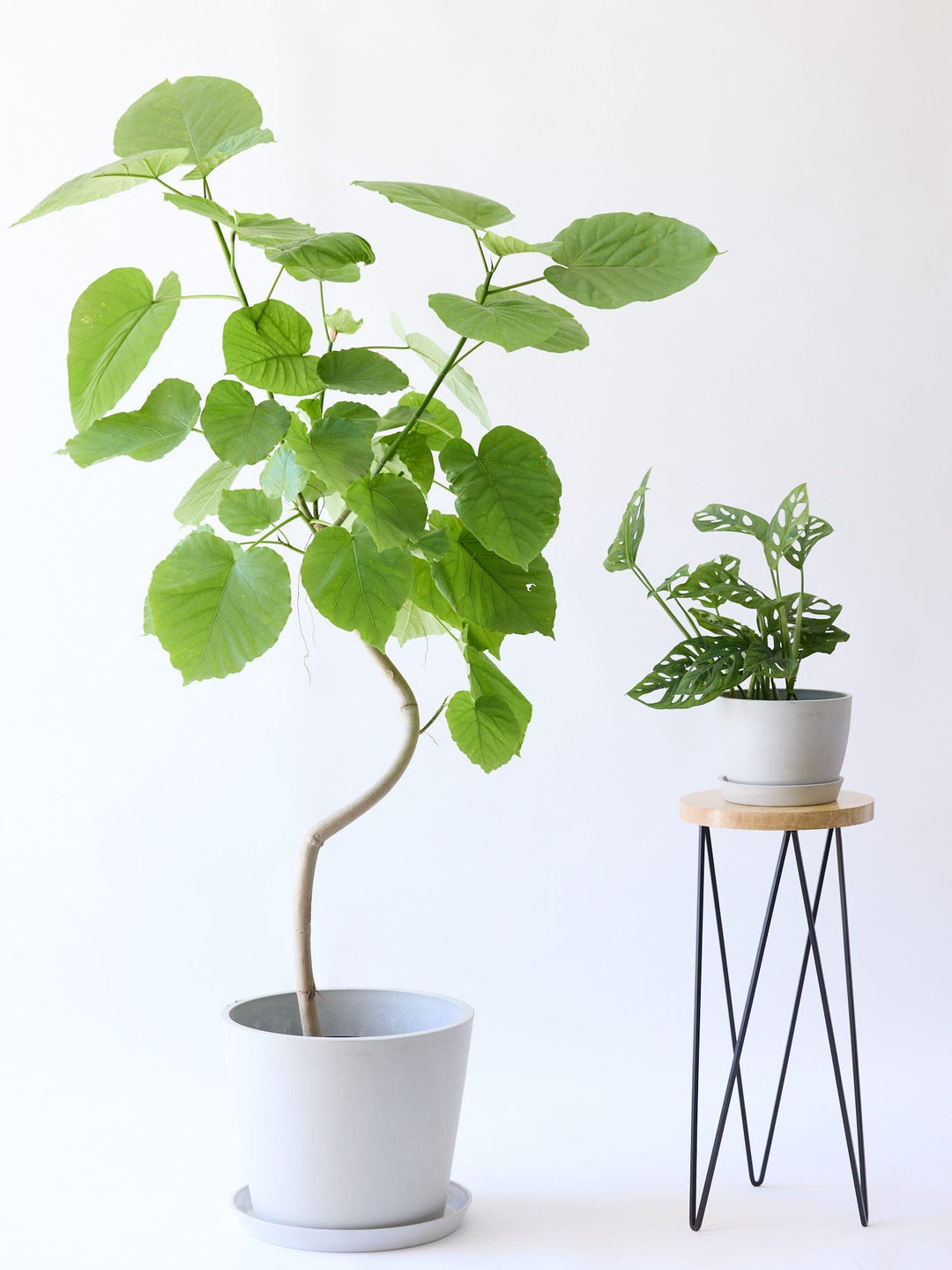 アンドプランツ フィカス・ウンベラータ まがり L〈沖縄産〉 – KANADEMONO