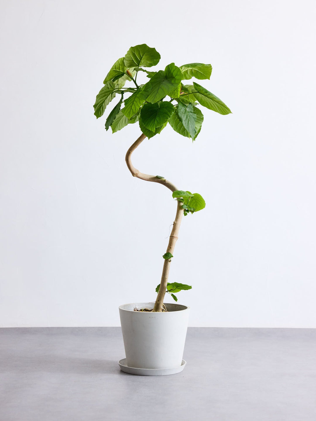 アンドプランツ フィカス・ウンベラータ まがり L〈沖縄産〉 – KANADEMONO