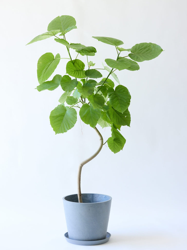 アンドプランツ フィカス・ウンベラータ まがり L〈沖縄産〉 – KANADEMONO