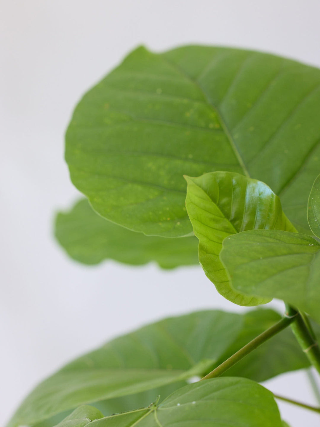 観葉植物 フィカス・ウンベラータ まがり L フィカス・ウンベラータ まがり L〈沖縄産〉 | 観葉植物の通販 AND
